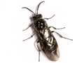 Eutomostethus ephippium
